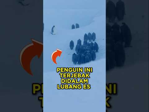 Para Fotografer Ini Akhirnya Melanggar Aturan Demi Menyelamatkan Penguin ?? #shorts #penguin thumbnail