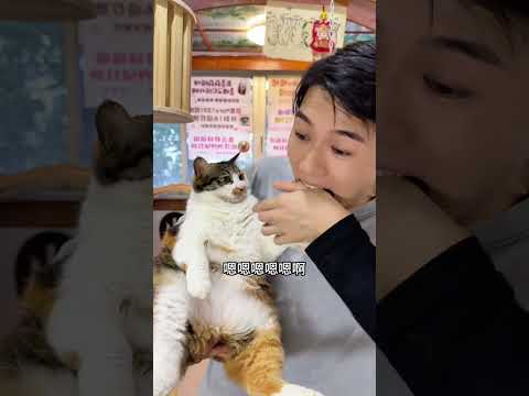 你不说猫咪怎么听得懂#萌宠出道计划#戏精猫#猫咪的迷惑行为 thumbnail