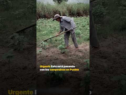 Urgente | Esto está pasando con los campesinos en Puebla thumbnail