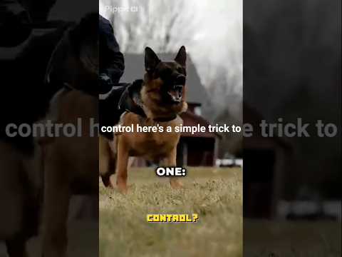 Dog training guide that's actually working #dog #dogshorts thumbnail