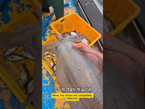 주문은 많은데 도통 안잡히니 #남해 #무늬오징어 #택배 #자연산 #오징어 thumbnail