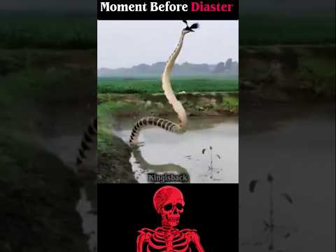 longest snake #aestheic thumbnail