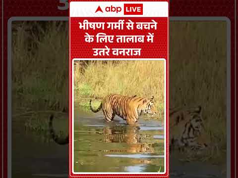 Heat Wave Alert: भीषण गर्मी से बचने के लिए तालाब में उतरे वनराज |ABPLIVE thumbnail