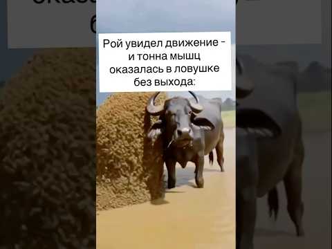 Читай описание ⬇️ thumbnail