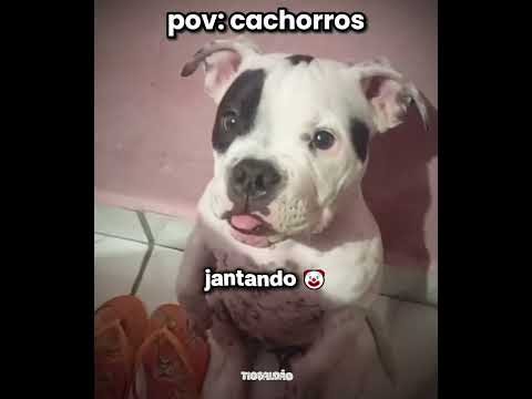 o cachorrinho pegou o ovo kkkkk l #humor #engraçado #cachorro #shorts thumbnail