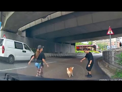 車CAM直擊 - 希望僱主多加注意 提醒工人姐姐放狗要用繩 (唔好笑我捉狗隻狗真係好惡)  thumbnail