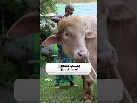 أشهر جاموس في العالم.. كيف نجا "جاموس ترامب" من الذبح في عيد الأضحى؟ thumbnail