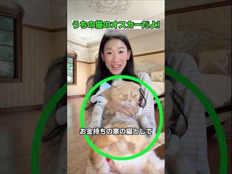 お金持ちの家の猫がもらう誕生日プレゼント thumbnail