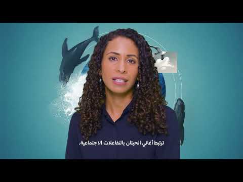 أغنية الحوت | سعاد الحارثي | شهر الأرض مع مستكشفي ناشونال جيوغرافيك | ناشونال جيوغرافيك أبوظبي thumbnail