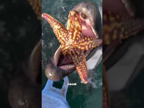 Ha preso il pesce con la mano thumbnail