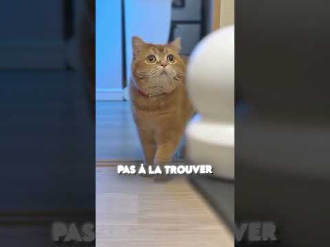 CE CHAT SAUVE UN PETIT GARÇON ! ??❤️ thumbnail