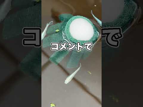 メダカの卵は取れたのか…！？！？！？！？！？ thumbnail