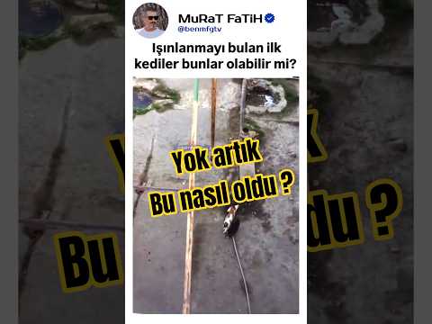 Işınlanmayı Bulan Kediler! ?✨ #kedi #kedivideoları #short thumbnail