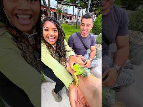 İguana thumbnail