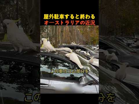 屋外駐車すると終わるオーストラリアの近況 thumbnail