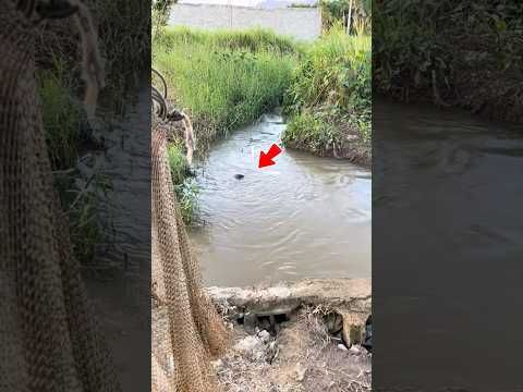 Kéo Lưới Giữa Sông Phát Hiện Dừa Khô #shorts thumbnail