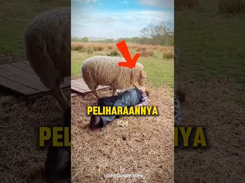 Haiwan Juga Punya Rasa Simpati? #faktamenarik #faktaunik #malaysia thumbnail