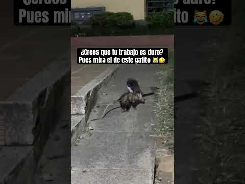 Cuando tienes un trabajo realmente difícil ?? #viralvideo #cat #funny #gatos thumbnail