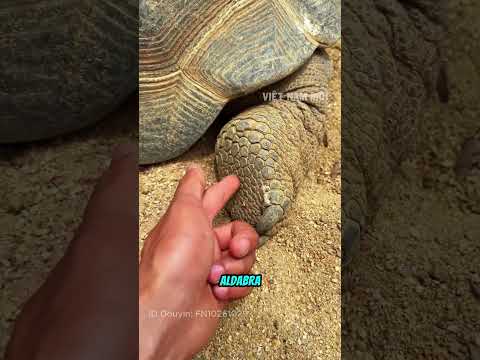 Đây là một trong những loài rùa lớn nhất hành tinh thumbnail