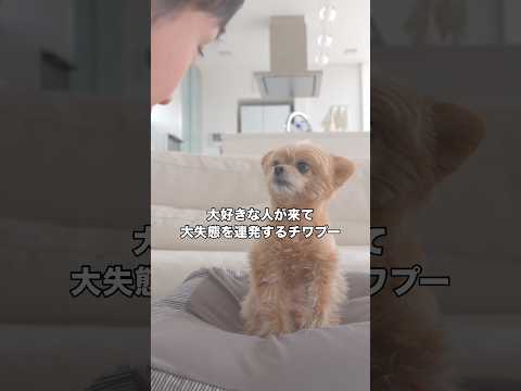 ミックス犬の大好きな人が来たら大失態を連発し、父ちゃんは卒倒しそうです #チワプー #ミックス犬 #チワワ #shorts thumbnail