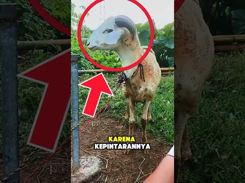 karena kepintarannya kambing ini gajadi hewan kurban thumbnail