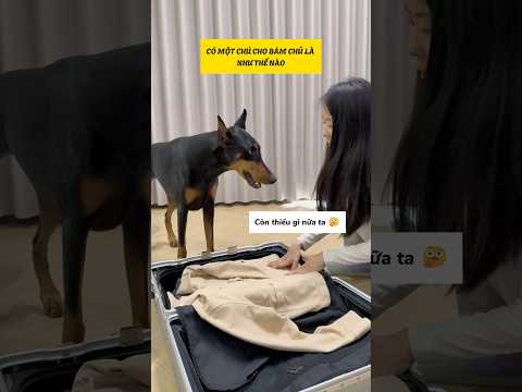 Có một chú chó bám chủ là như thế nào #viral #viralreels #viralshorts #viralshort thumbnail