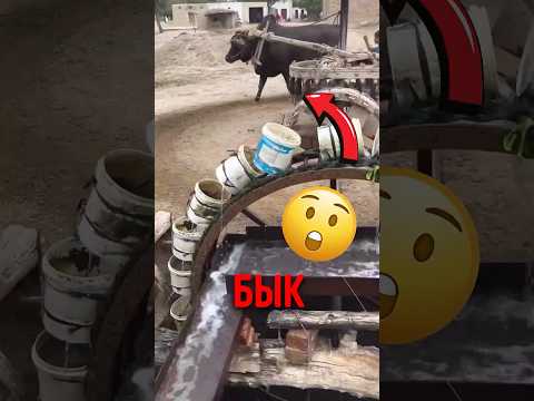 🐂 Машина без мотора которая качает воду! #древниетехнологии #вода #бык thumbnail