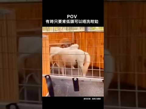 有時唔洗太堅持，只要低頭止蝕會更好過 #tradingmeme #shorts #107 thumbnail