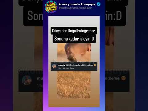 Ava giderken av oldu! #animals #shortvideo #komikyorumlar #komikvideolar #shorts #shortsvideo thumbnail