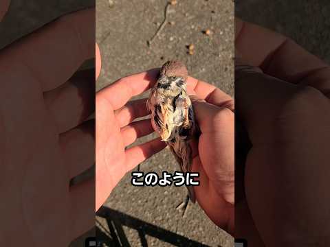 粘着シートからスズメを救出する方法 thumbnail