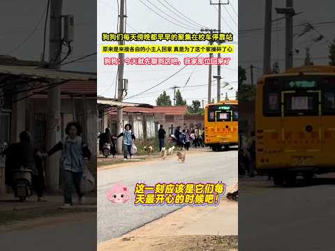 狗狗們每天傍晚都早早的聚集在校車停靠站，原來是來接各自的小主人回家，真是為了這個家操碎了心，狗狗：今天就先聊到這吧，我家那位回來了！#shorts#可爱狗狗 #狗狗成精了 thumbnail