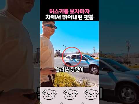 목표물을 확인하자, 차에서 뛰어내리는 핏불 thumbnail