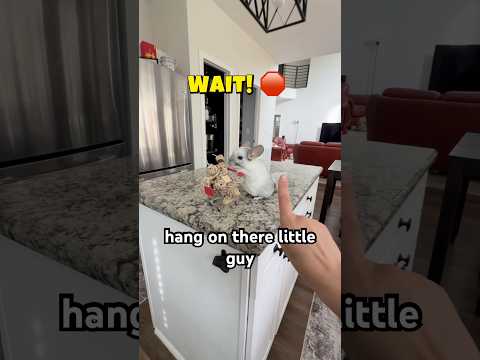 🛑 Time to grab your pal some toys, support a rescue, and join our raffle! 💝 #chinchilla #smallpets thumbnail