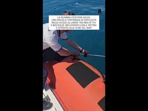 Tartaruga salvata al largo di Molfetta thumbnail