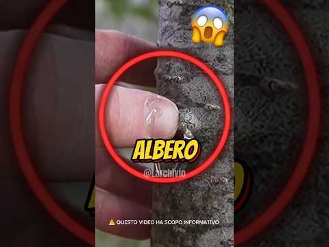QUESTO ALBERO PUÒ SALVARTI LA VITA...😱 #curiosità #informative thumbnail