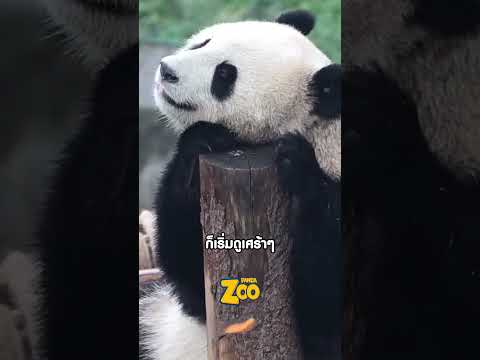 แพนด้าตัวนี้ “ขี้งอน” จริง ๆ thumbnail