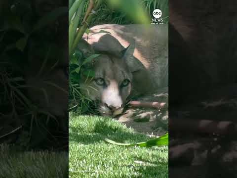 Mountain lion lounges in residential yard thumbnail
