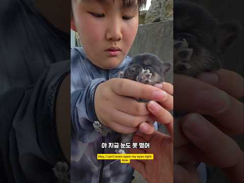 새끼는 그냥보는거아녀 간식 가가야지 #남해 #강아지 #시고르자브종 #반려견 #입양 #분양 #리트리버 thumbnail