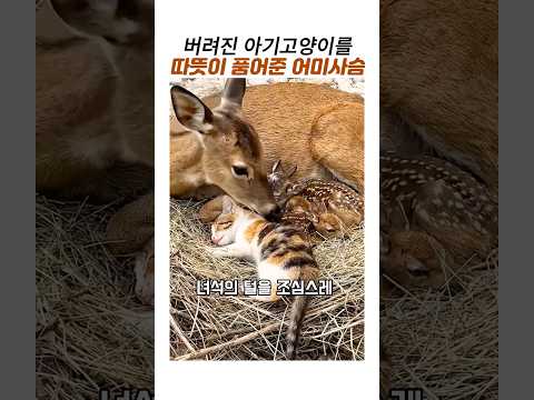 버려진 아기고양이를 품어준 어미사슴#감동동물#삼색이#새끼사슴#모성애 thumbnail
