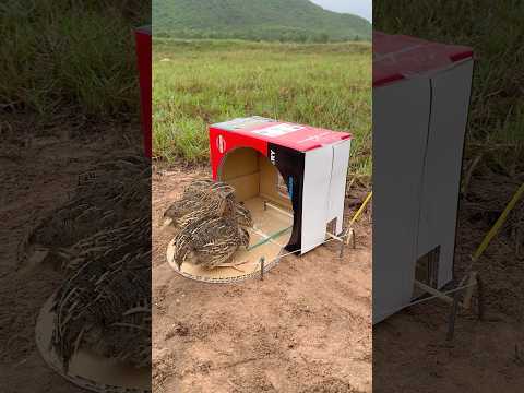 Quick Creativity Quail Trap Using Cardboard Box #shorts thumbnail