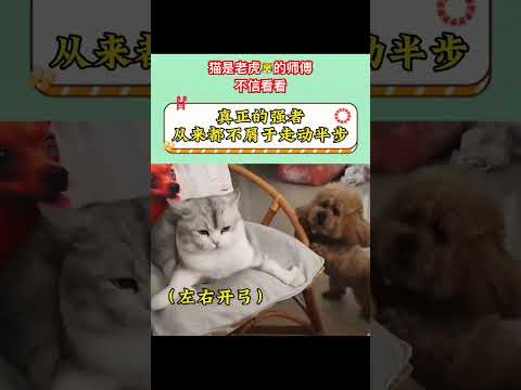 猫是老虎师傅，不信看看 #cat #喵哥是萌新 #貓咪日常 thumbnail