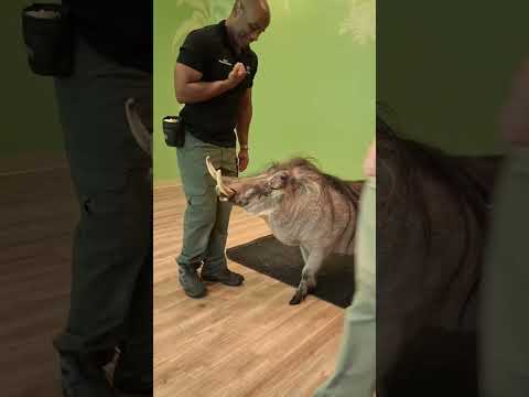 Classroom SURPRISE… Teacher Walks In With A WARTHOG thumbnail