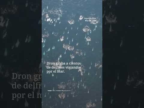 Graban una manada gigante de delfines en las Costas de Chile thumbnail