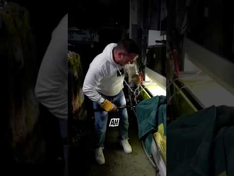 Moving a dangerous fish!! thumbnail