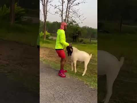 หยอกๆ😂 #Shorts | Buakaw Banchamek thumbnail