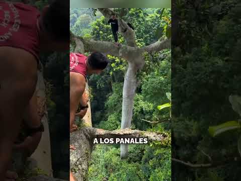 ¡Este Hombre Vive Rodeado de Abejas! thumbnail