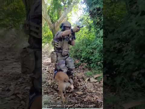They train to protect us, not themselves.#dogs #k9sof #k9 #doglover#fyp thumbnail