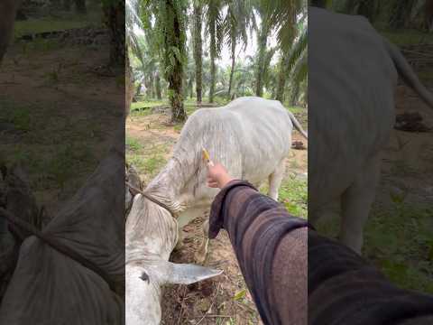 Pemulihan sapi liar dengan suntikan vitamin b #cow #animals #sapi thumbnail