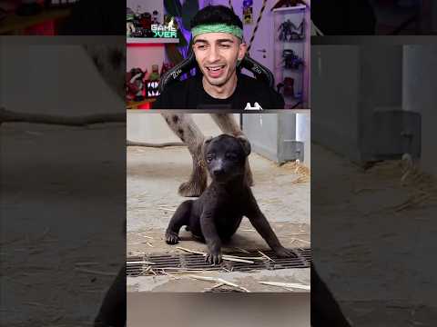 BEBEK HALİNİ GÖRMEDİĞİNİZ HAYVANLAR! ? #shorts thumbnail