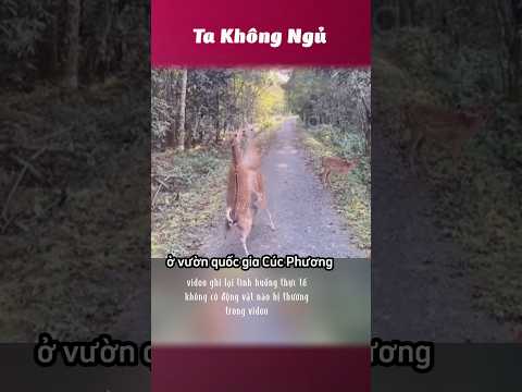 Khi động vật var nhau 😵‍💫 #takhongngu thumbnail